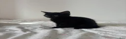 Mixed Breed cats for sale: 🐾 Beautiful Kittens Looking for Forever Homes 🐾 - Advert 5