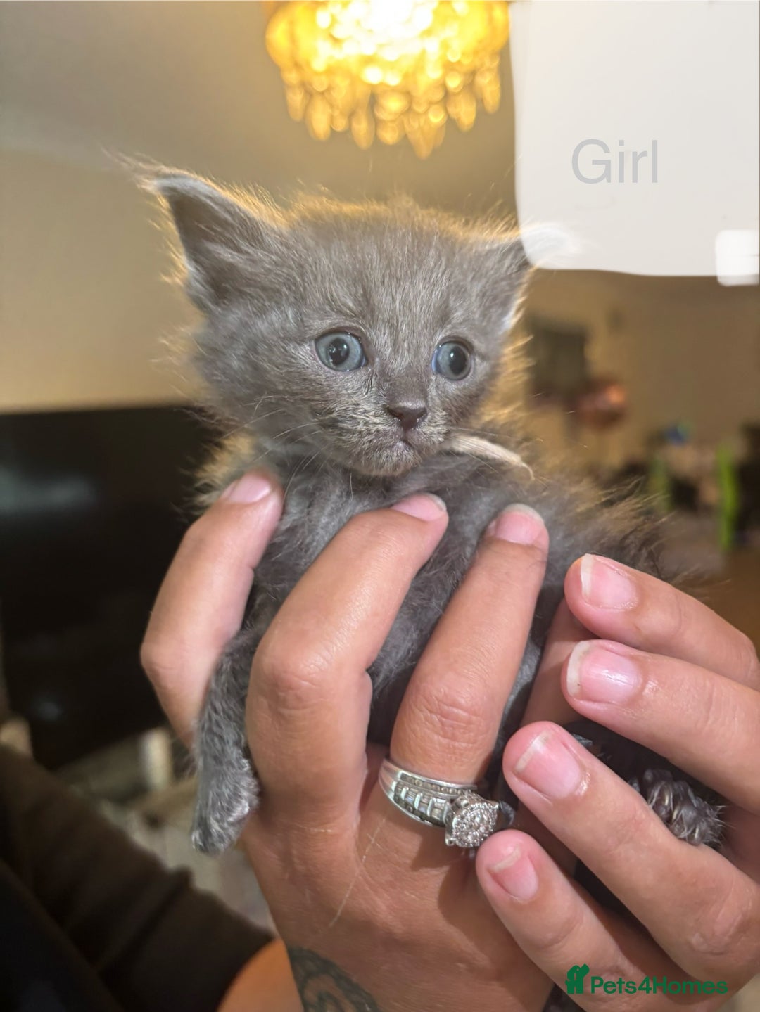 Ragdoll cats for sale: Half Ragdoll / maincoon kittens for sale  - Image 13