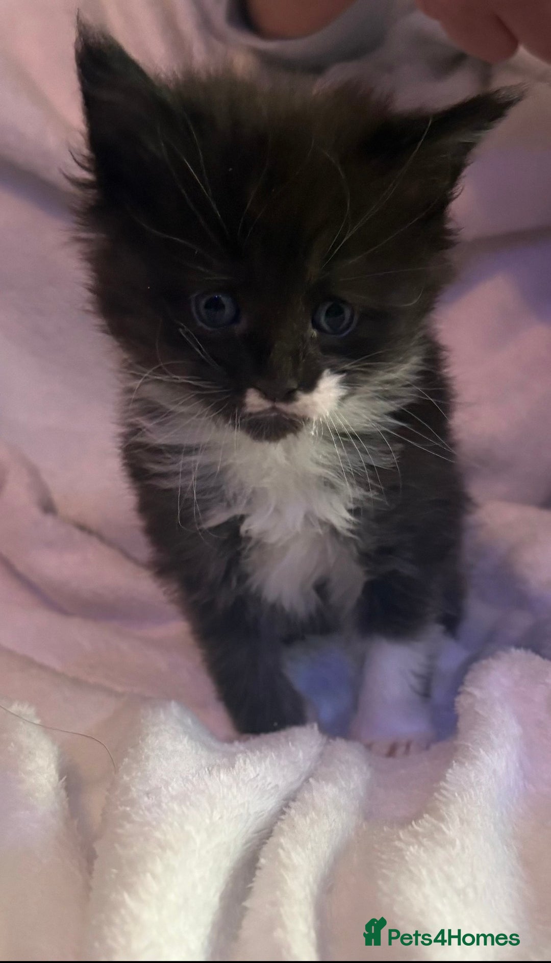 Maine Coon cats for sale: STUNNING LITTER OF MAINE COONS AVAILABLE - Advert 2