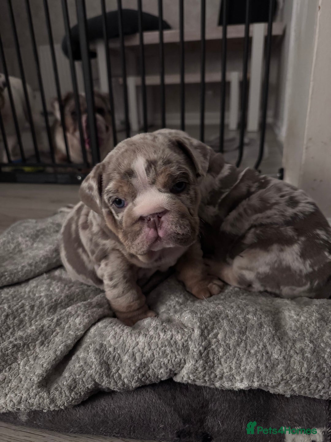 English Bulldog dogs for sale: English Bulldogs ready to leave 10/12/25  - Advert 20