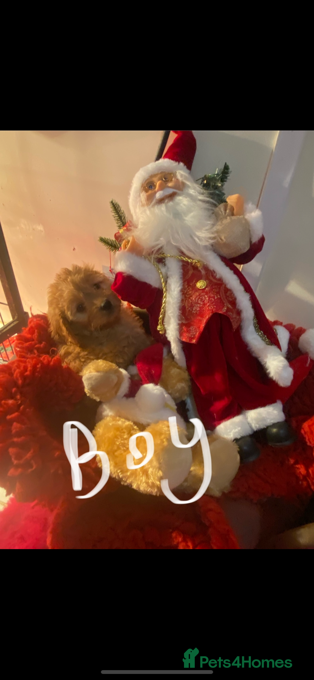 Cavapoo dogs for sale: F1 cavapoo puppys girls and boys  - Advert 1