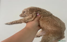 Australian Labradoodle dogs for sale: Australian Labradoodle Puppies – Ready Now🐶 - Image 7