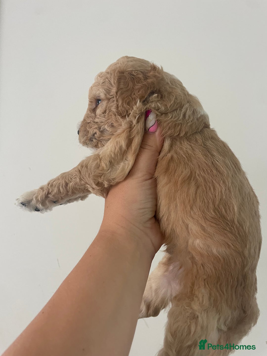 Australian Labradoodle dogs for sale: Australian Labradoodle Puppies – Ready Now🐶 - Image 7