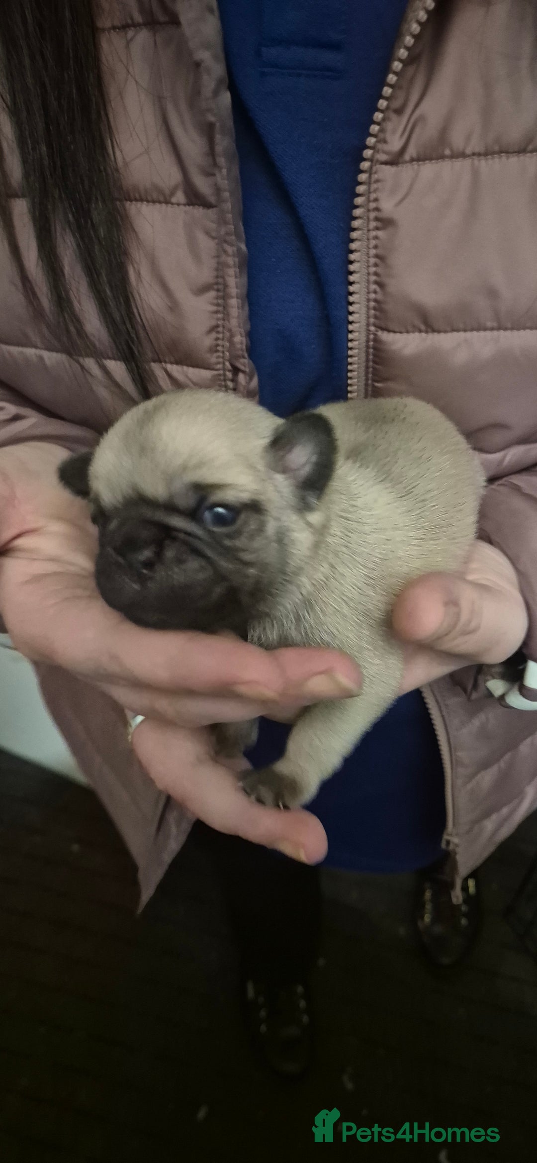 Pug dogs for sale: 4 beautiful pugs  - Image 12