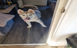 Shepsky dogs for sale: 9 Month old Male Shepski  - Advert 2