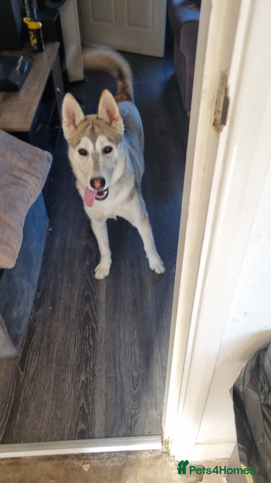 Shepsky dogs for sale: 9 Month old Male Shepski  - Advert 2