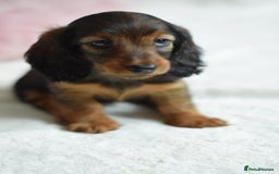 Miniature Dachshund dogs for sale: Gorgeous Longhair Miniature Dachshund Girls - Image 27