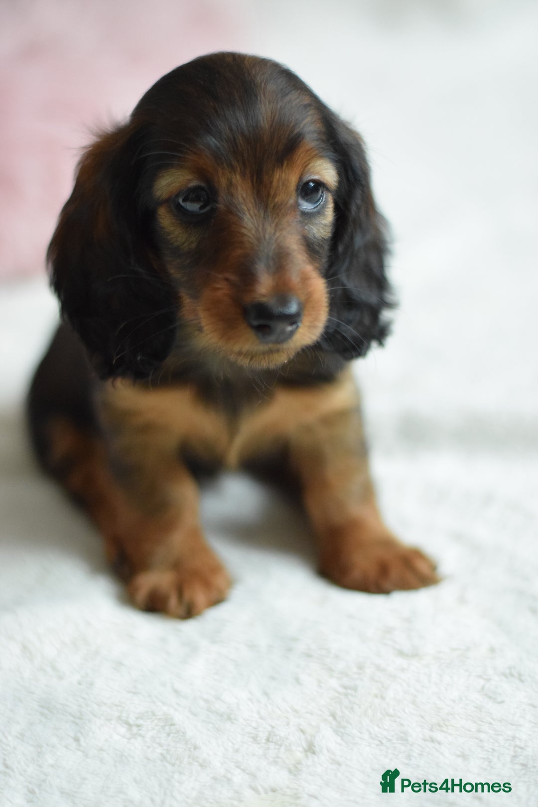 Miniature Dachshund dogs for sale: Gorgeous Longhair Miniature Dachshund Girls - Image 27