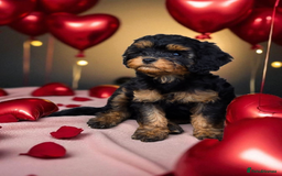Cavapoo dogs for sale: Top quality cavapoo - Image 2