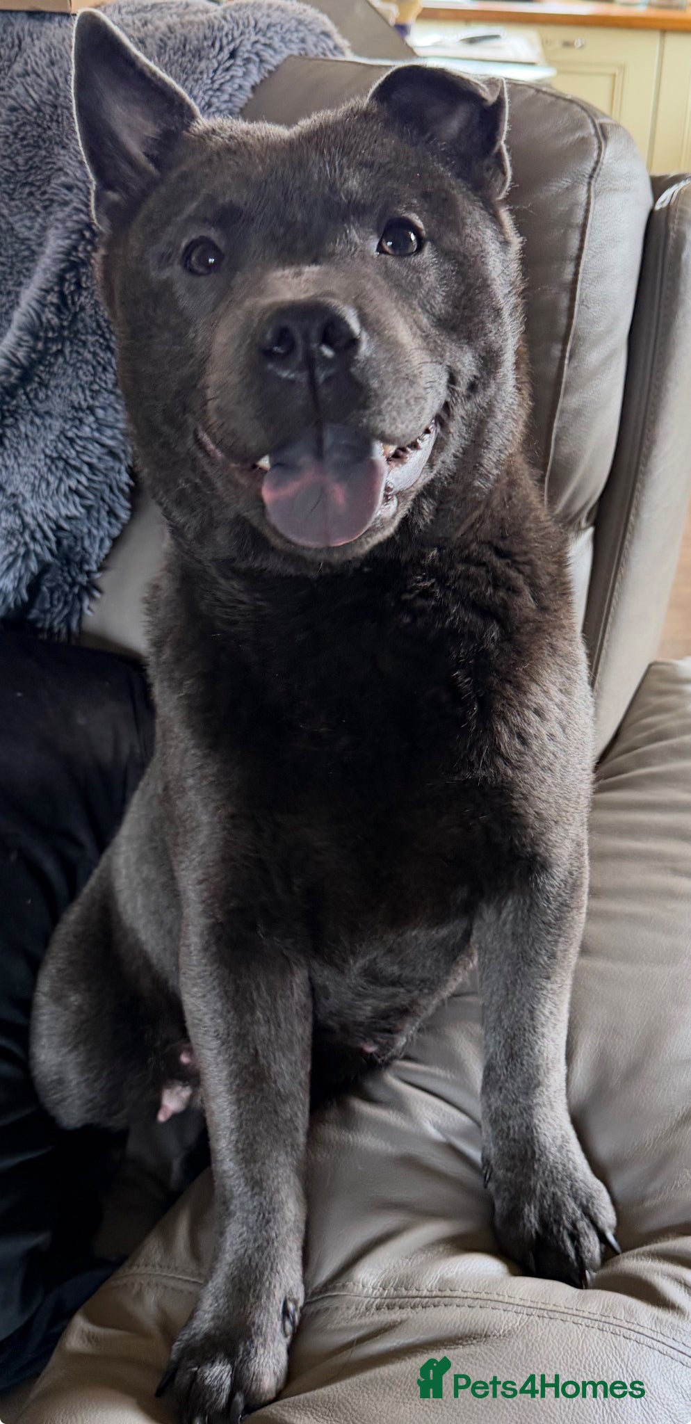Mixed Breed dogs Adorable Chaffy pups  - Advert 4