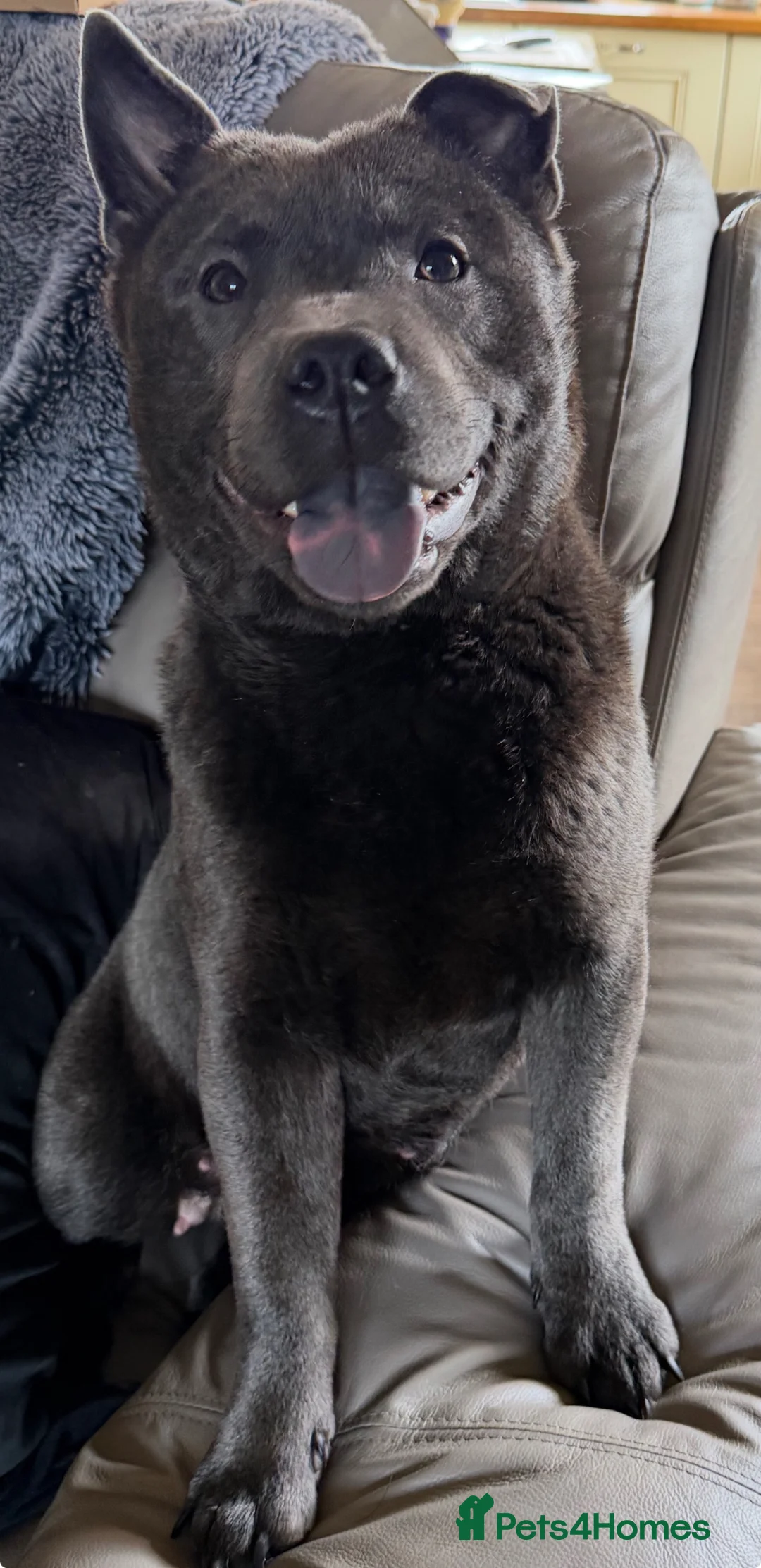 Mixed Breed dogs for sale: Adorable Chaffy pups  in Clitheroe - Advert 1