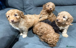 Cockapoo dogs for sale: All female fluffy Cockapoo puppies - Advert 22