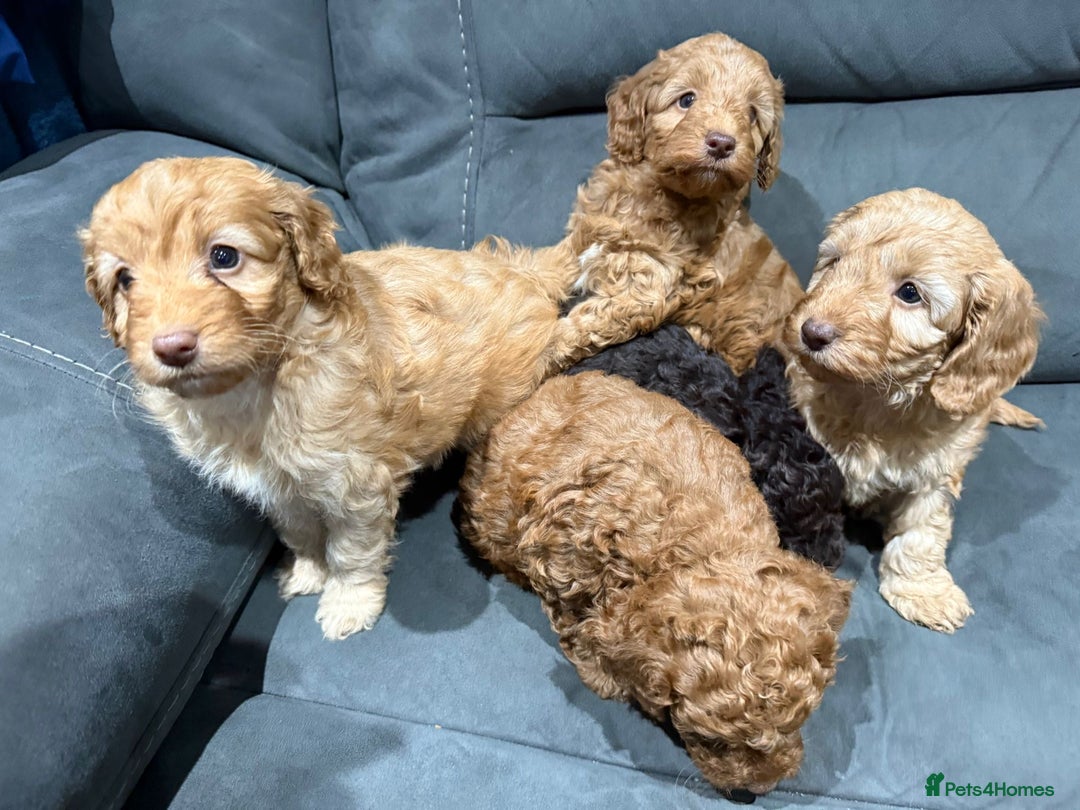 Cockapoo dogs for sale: All female fluffy Cockapoo puppies - Advert 22