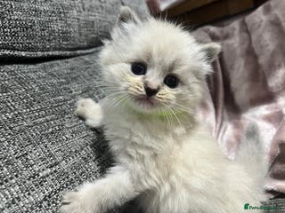 Siberian cats 💎💎GCCF Siberian Neva Masquerade Kittens💎💎 - Advert 8