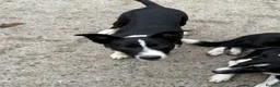 Border Collie dogs for sale: 2 X Male Welsh border collie pups in Crickhowell - Advert 8