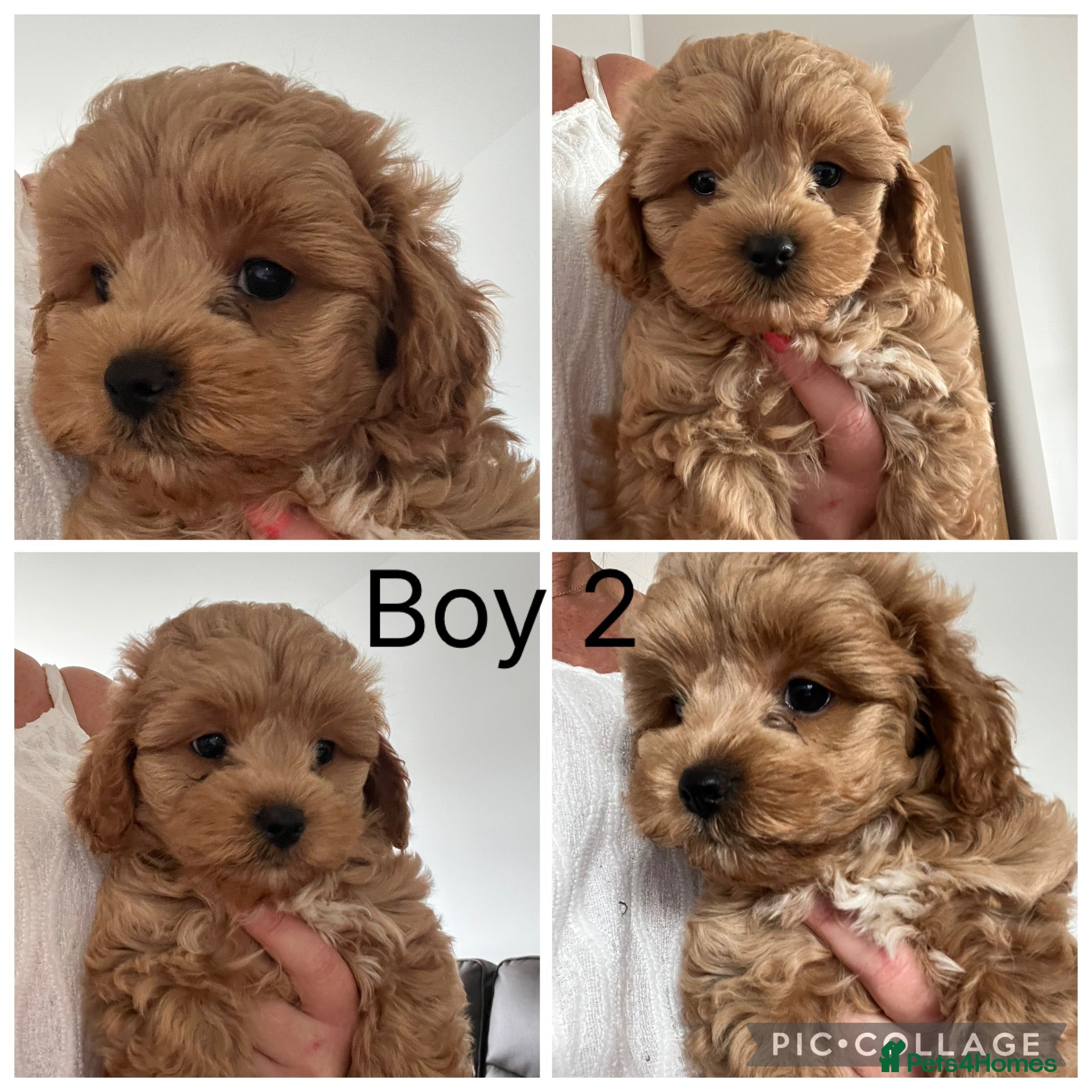 Maltipoo dogs Adorable Malshipoo puppies  - Advert 2