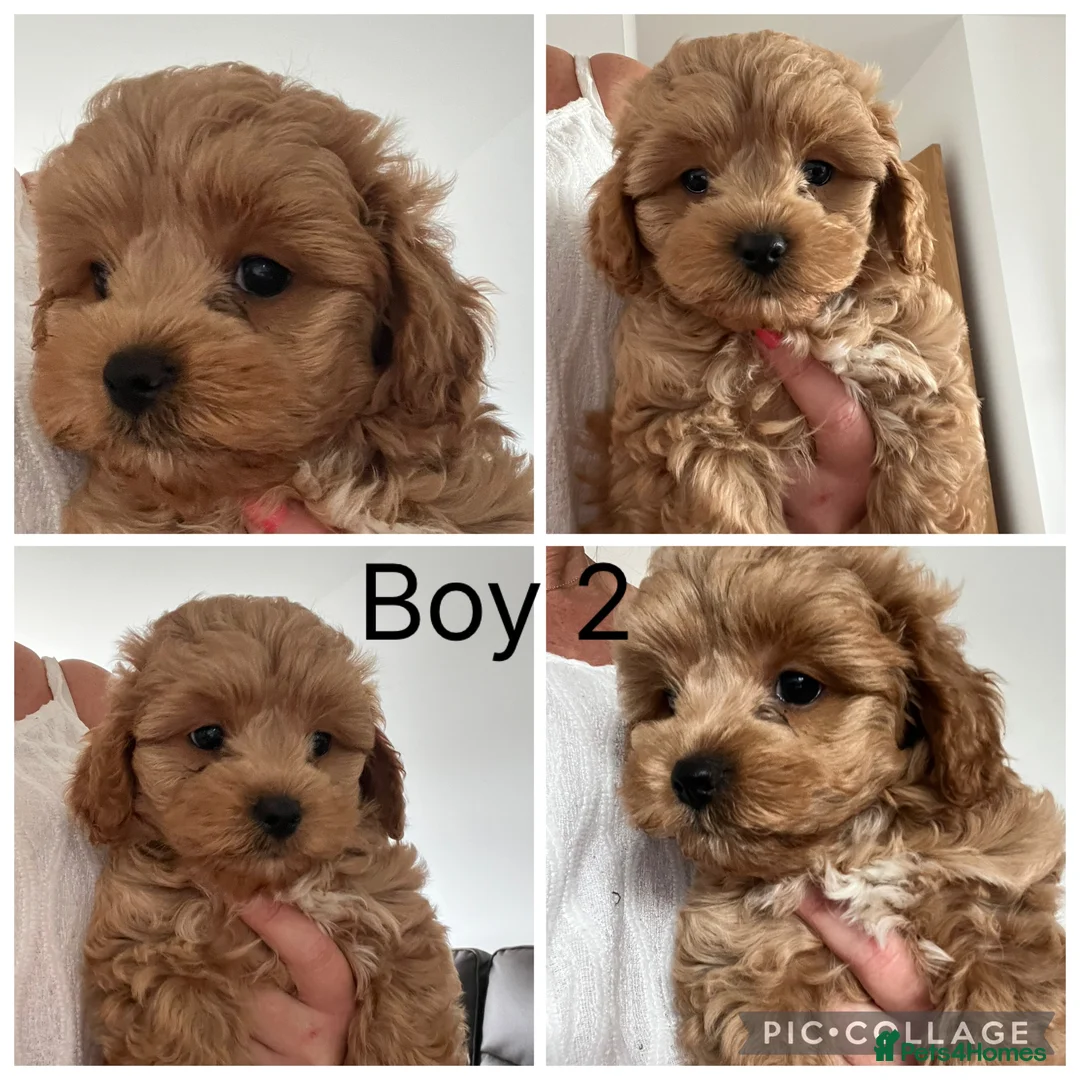 Maltipoo dogs for sale: Adorable Malshipoo puppies  - Advert 2