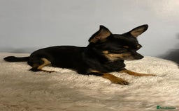 Chihuahua dogs for sale: Beautiful chihuahua for sale  - Image 2
