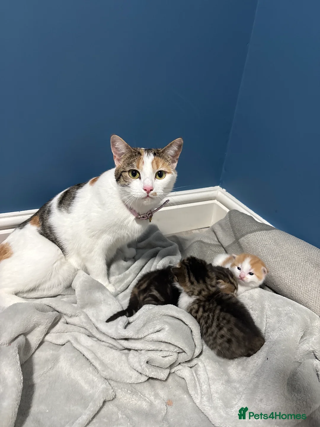 Mixed Breed cats for sale: Mixed breed kittens  - Advert 2