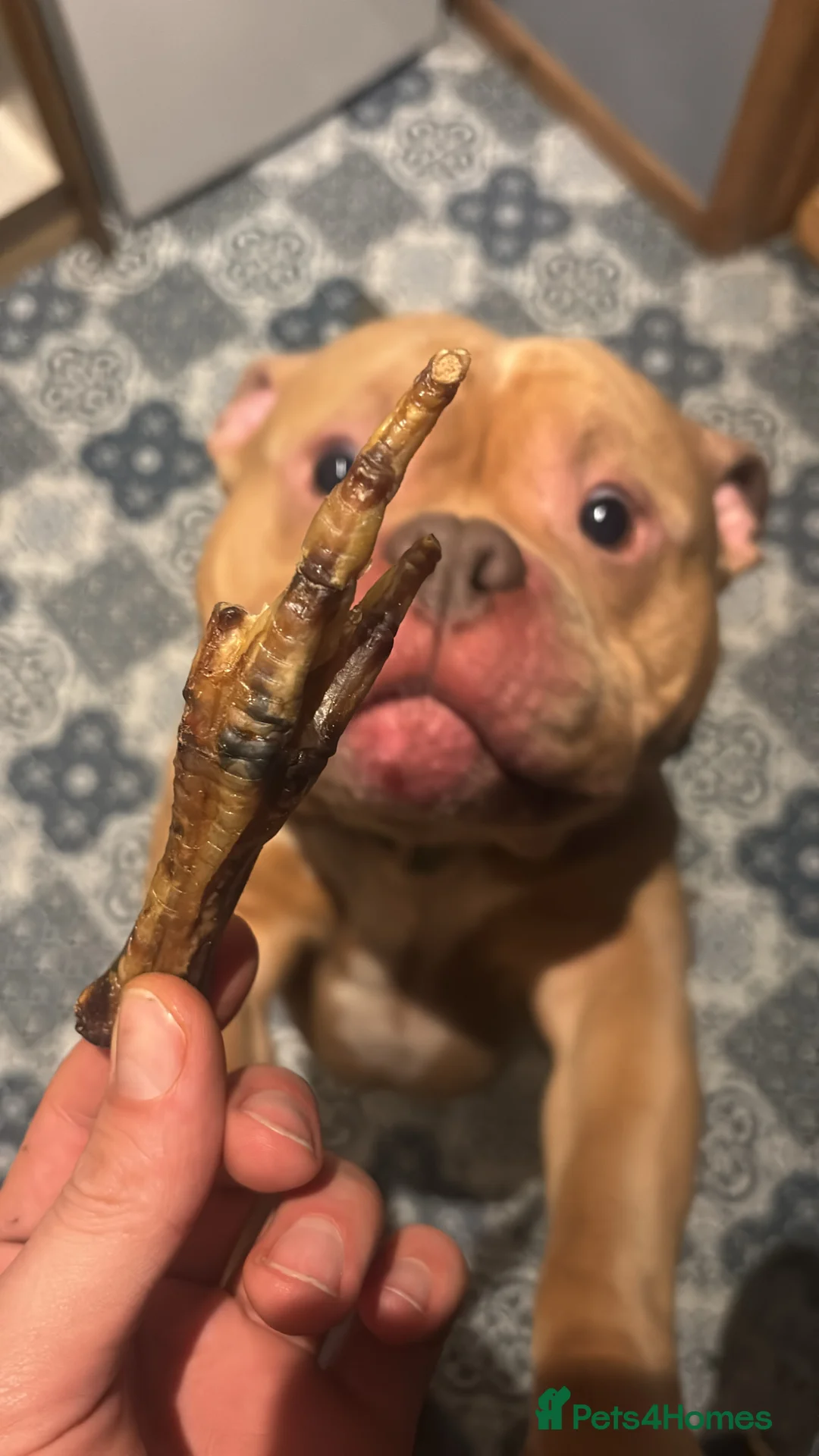 American Bully dogs for sale: Pocket Bully – Belfast in Belfast - Advert 2