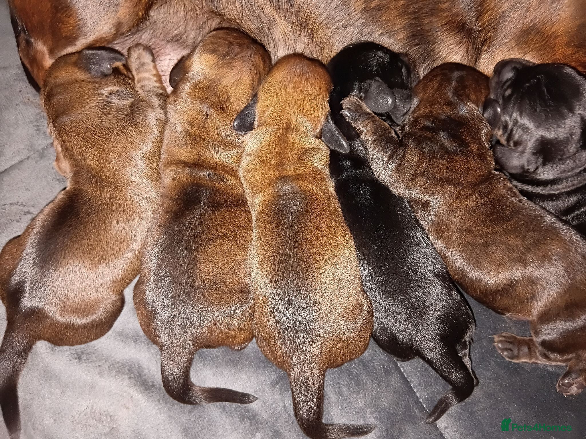 Miniature Dachshund dogs MINI DACHSHUND PUPS. PRA CLEAR.  - Advert 2