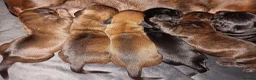 Miniature Dachshund dogs for sale: MINI DACHSHUND PUPS. PRA CLEAR.  - Advert 11