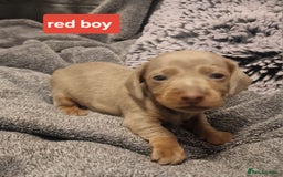 Miniature Dachshund dogs for sale: CHAMPION KC REG MINIATURE DACHSHUND PUPS.  - Image 6