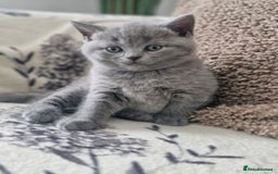 British Shorthair cats for sale: Pure BSH kittens GCCF Last Boy Left £700 - Image 9