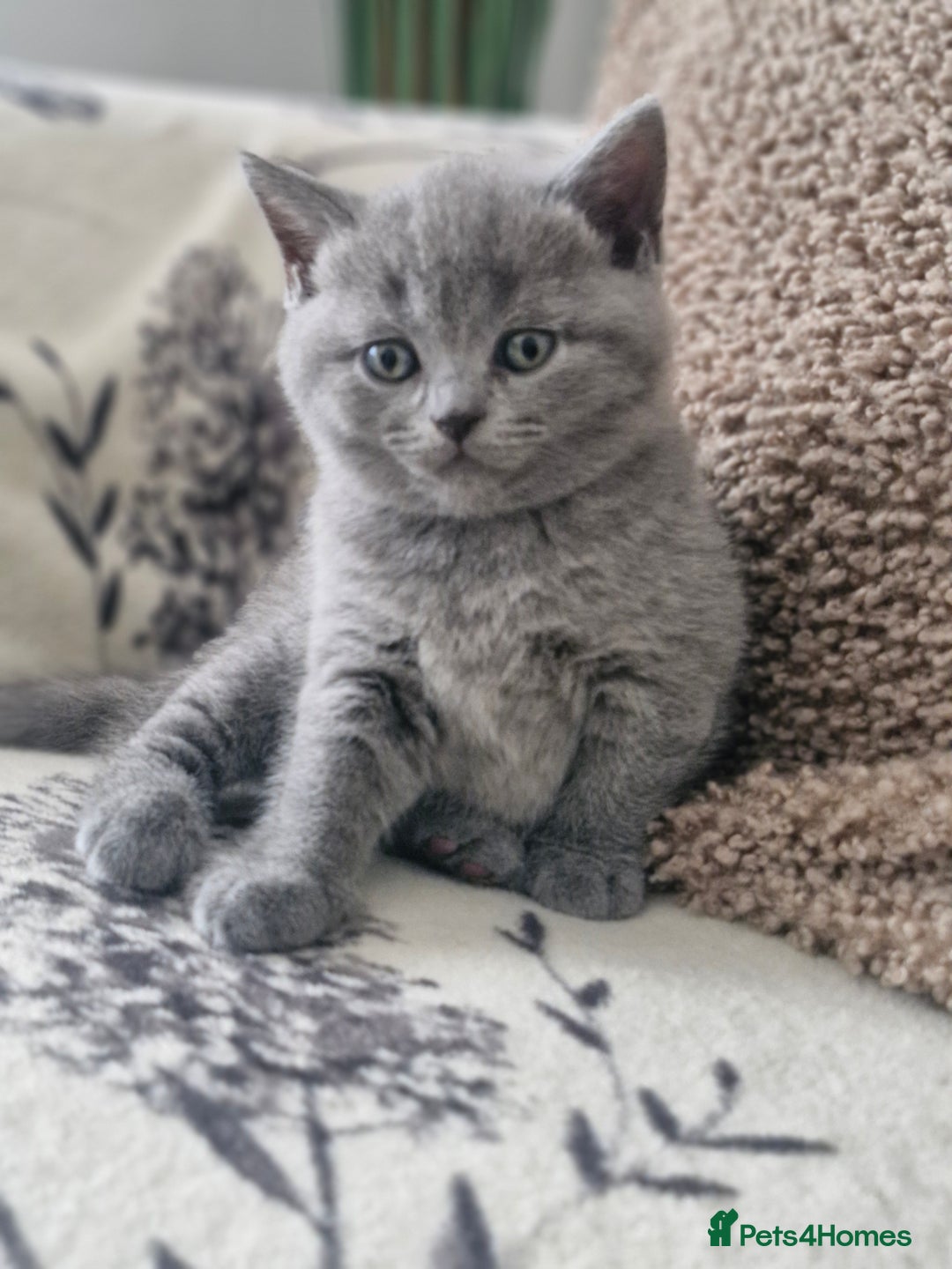 British Shorthair cats for sale: Pure BSH kittens GCCF Last Boy Left £700 - Image 9