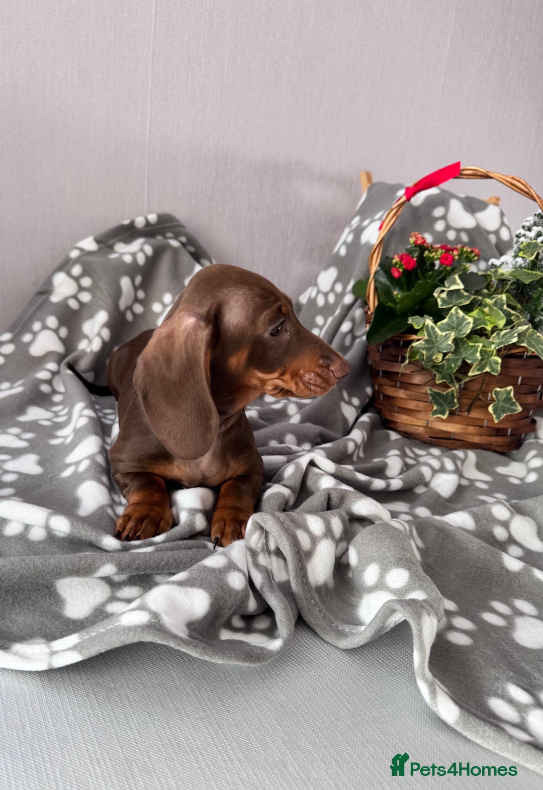 Miniature Dachshund dogs for sale: 🐾READY NOW-1 Boy 🐾 KC Miniature Dachshund  - Advert 2