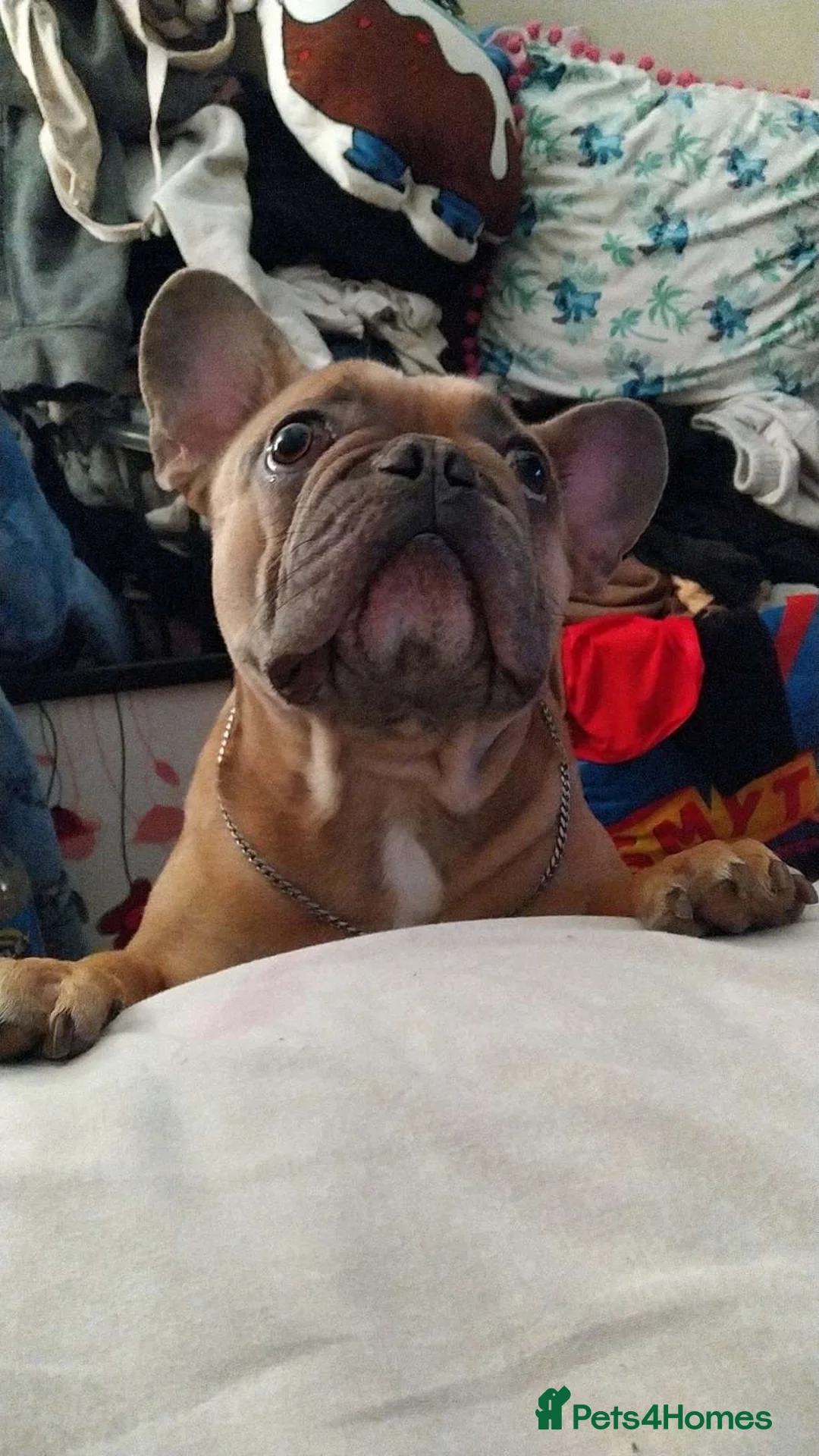 French Bulldog dogs for stud: French bulldog for stud in Plymouth - Advert 2