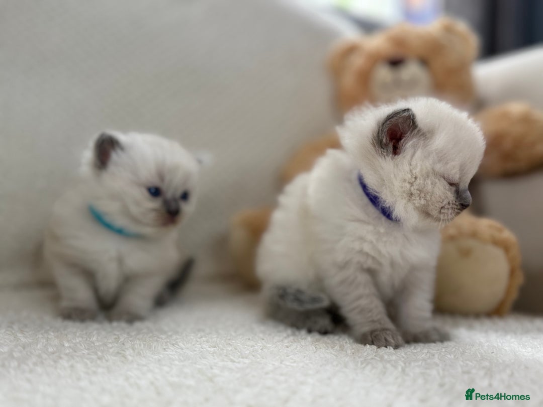 Ragdoll cats for sale: Stunning Bluepoint Ragdoll Kittens for sale - Image 27