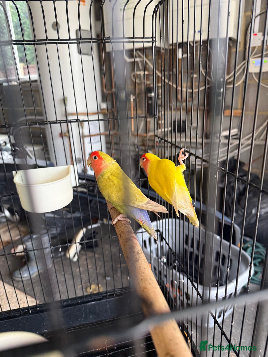 Lovebirds birds for sale: Lovebirds with cage  - Advert 1