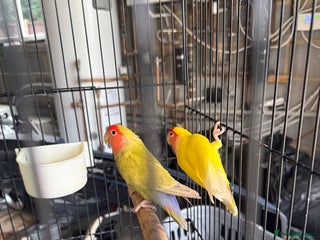 Lovebirds birds Lovebirds with cage - Advert 2