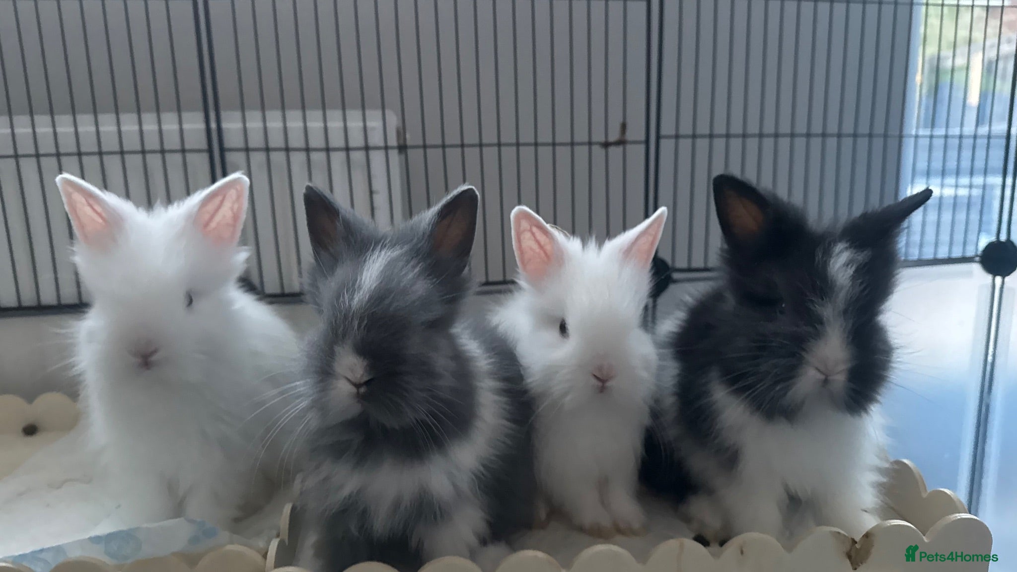 Lionhead rabbits 4 Baby bunnies looking for their forever home. - Advert 1