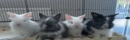 Lionhead rabbits for sale: 4 Baby bunnies looking for their forever home. in Livingston - Advert 1