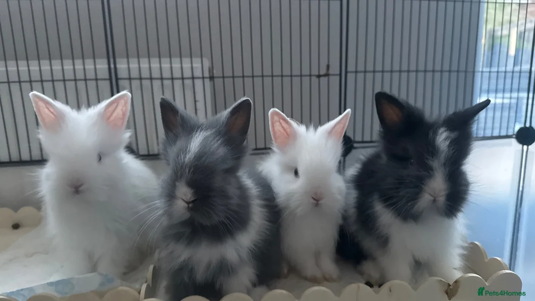 Lionhead rabbits for sale: 4 Baby bunnies looking for their forever home. in Livingston - Advert 1