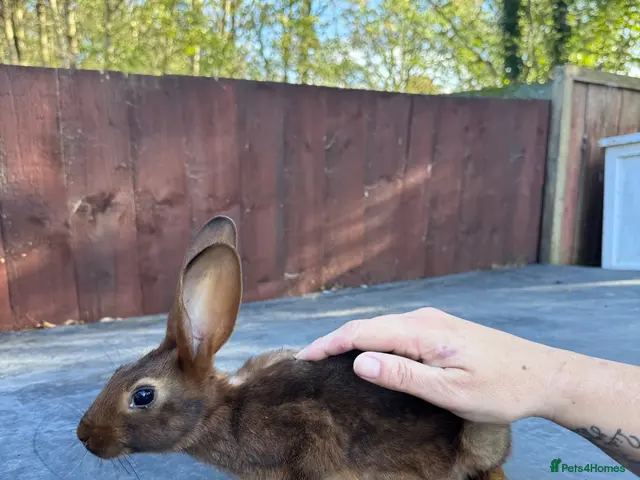 Belgian Hares rabbits for sale: Belgium hares - Advert 2