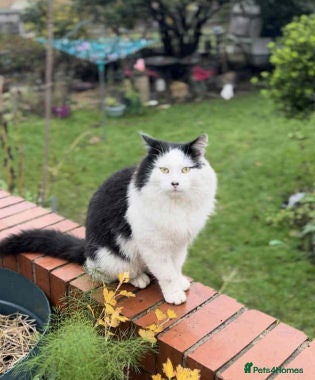 Mixed Breed cats SENOR CATTO - Advert 7