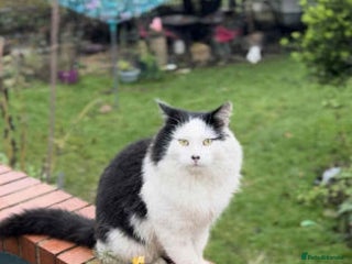 Mixed Breed cats SENOR CATTO - Advert 7