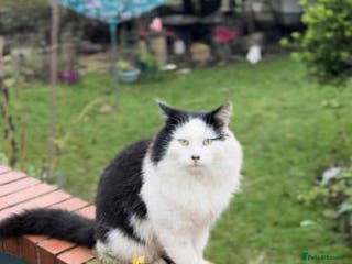 Mixed Breed cats SENOR CATTO IS RESERVED - Advert 3