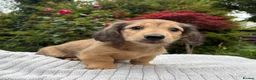 Miniature Dachshund dogs for sale: GORGEOUS KC reg PRA CLEAR MINI DACHSHUND PUPPIES - Advert 10