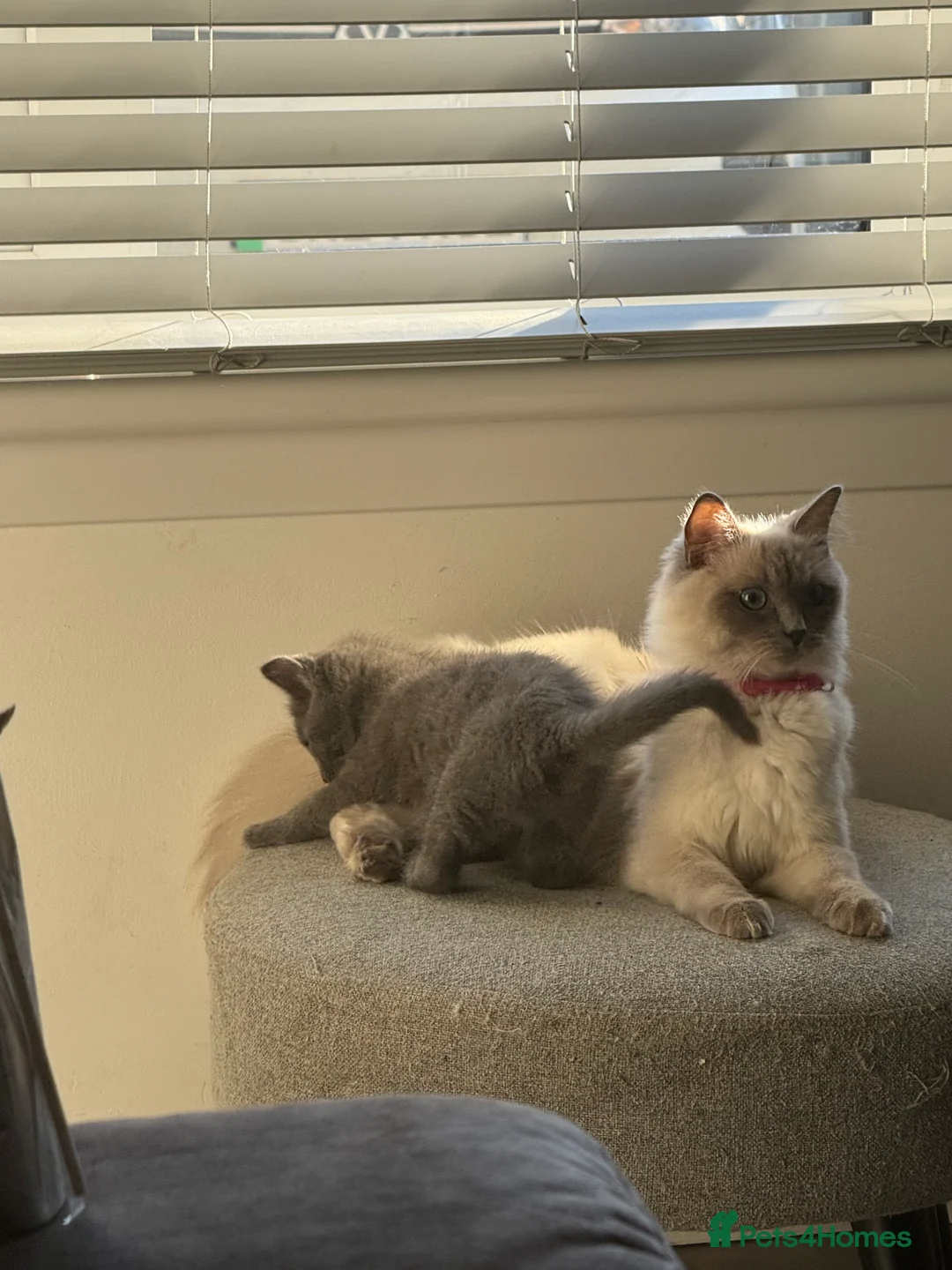 Ragdoll cats for sale: Ragdoll- full pedigree registered  - Advert 2