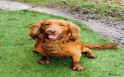 Cocker Spaniel dogs for sale: Adorable Cocker Spaniels  - Image 8