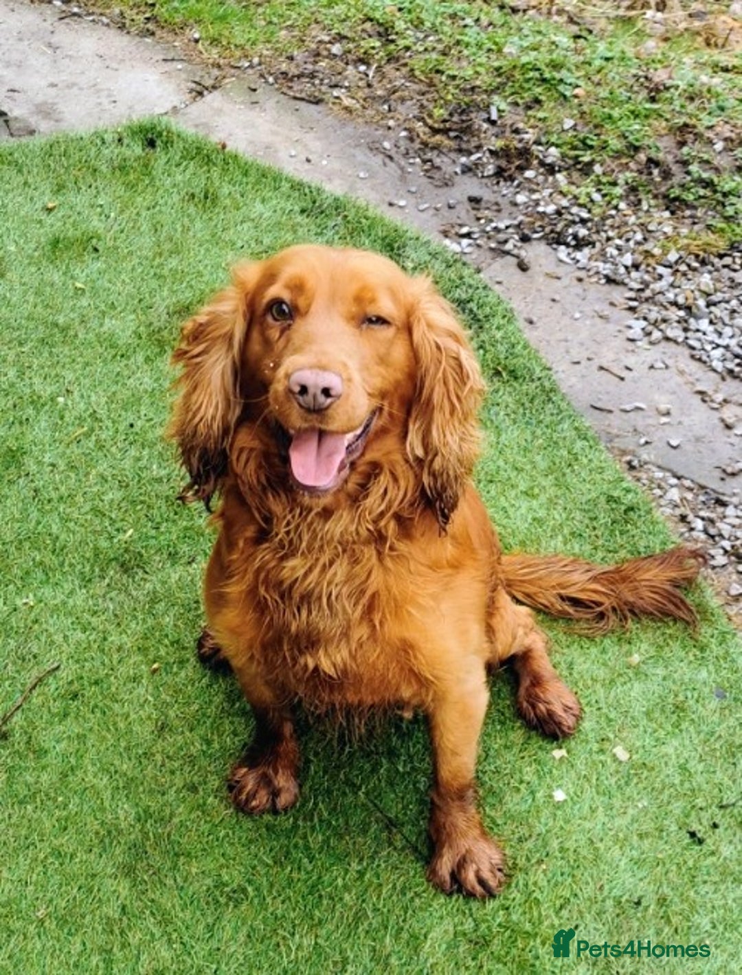 Cocker Spaniel dogs for sale: Adorable Cocker Spaniels  - Image 8