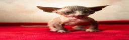 Sphynx cats for sale: Canadian sphynx kittens  - Advert 31