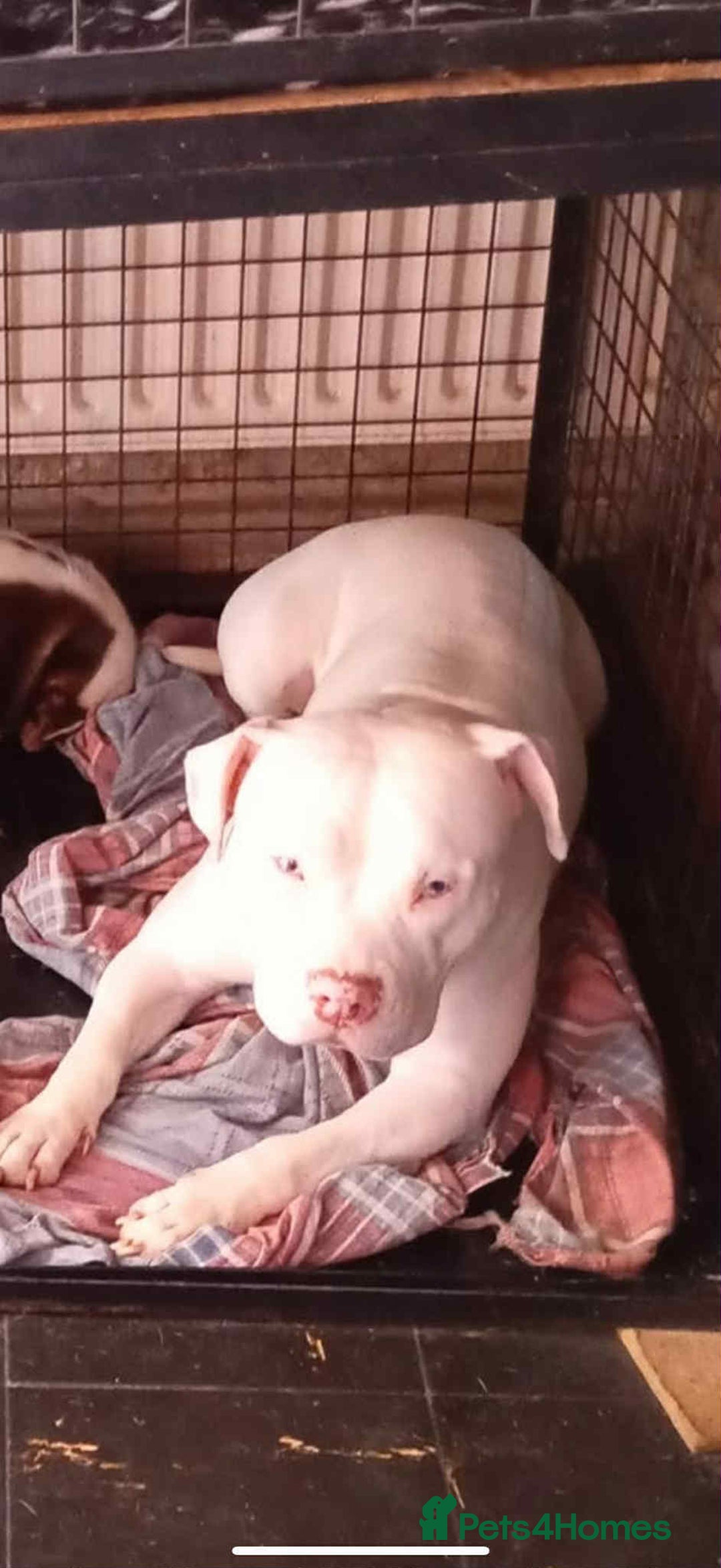 Staffordshire Bull Terrier dogs for adoption: Special home needed for staffie girl  - Advert 1