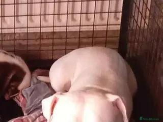 Staffordshire Bull Terrier dogs Special home needed for staffie girl - Advert 2