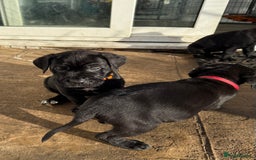 Cane Corso dogs for sale: Pure cane corso puppies  - Advert 9
