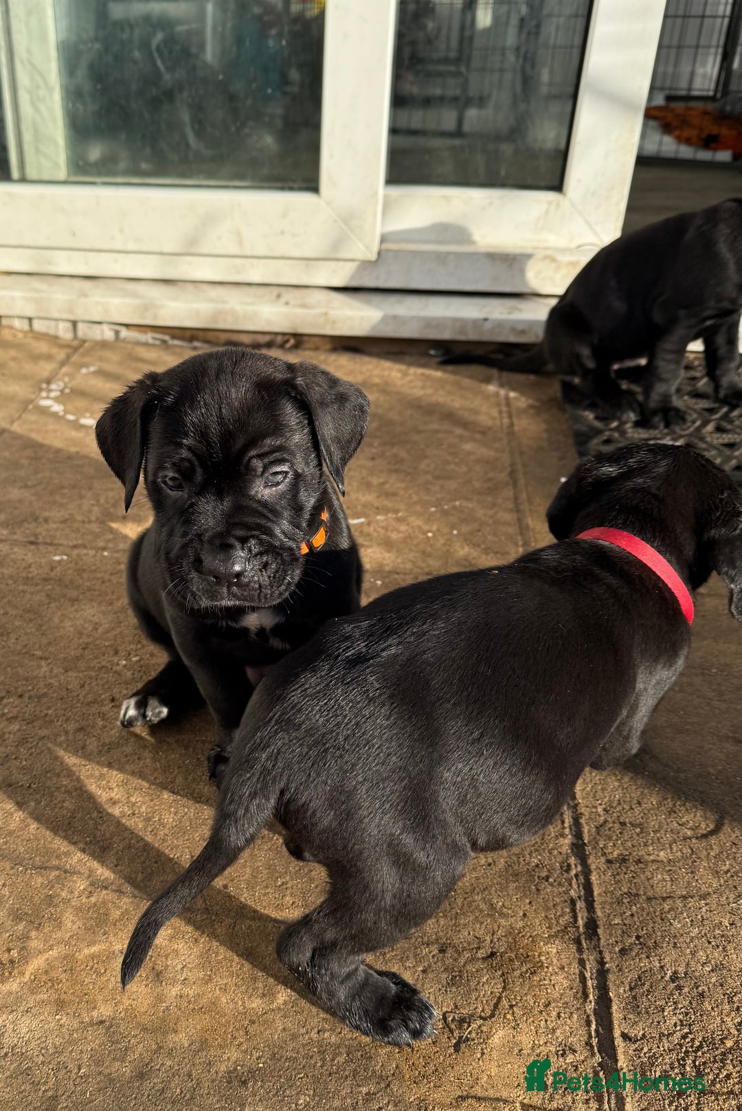 Cane Corso dogs for sale: Pure cane corso puppies  - Advert 9
